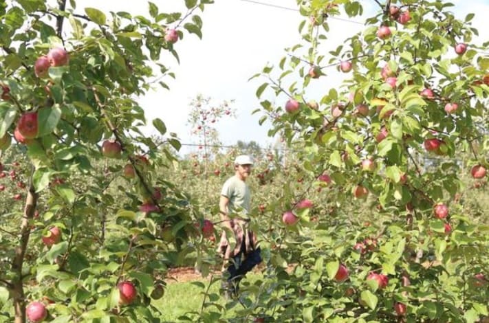 apple farming